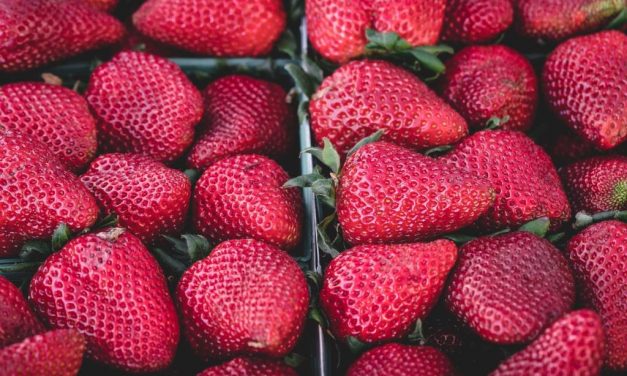 Fruits rouges : les délices sains de l’été