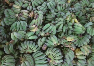 Régimes de bananes naturelles