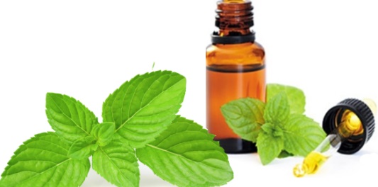 Huile essentielle menthe poivrée