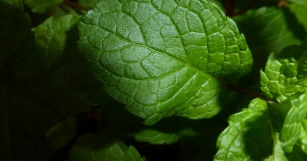 Huile essentielle de menthe poivrée: bienfaits et utilisation