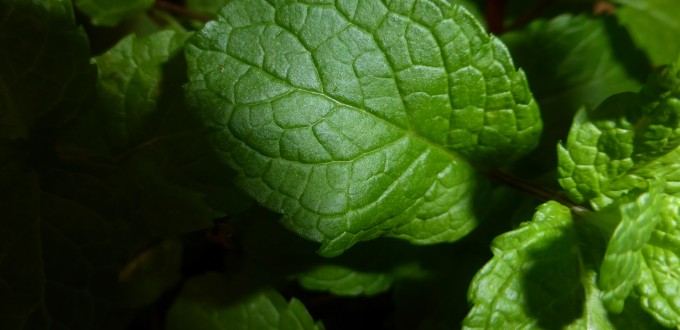 Huile essentielle de menthe poivrée: bienfaits et utilisation